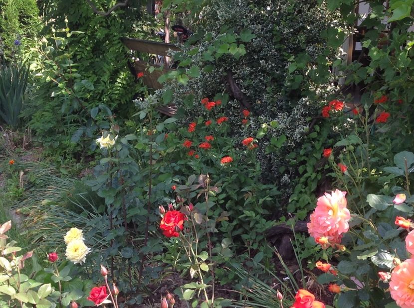  - Trandafiri 2017 in gradi