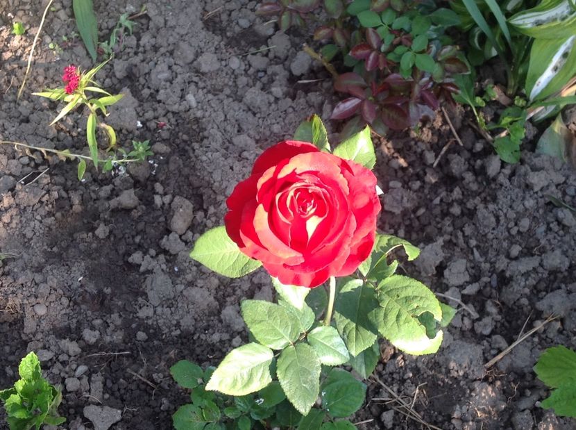  - Trandafiri 2017 in gradi