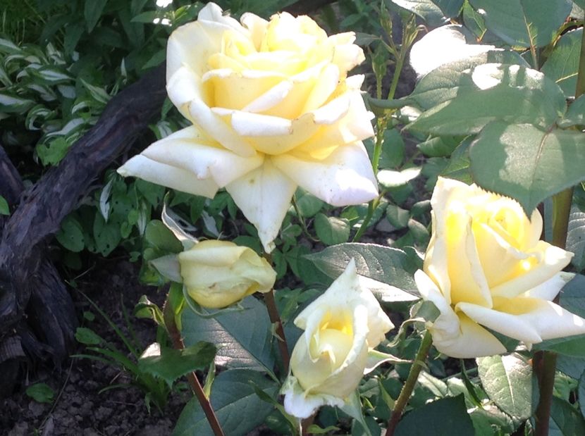  - Trandafiri 2017 in gradi