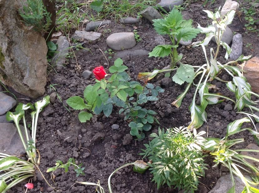  - Trandafiri 2017 in gradi