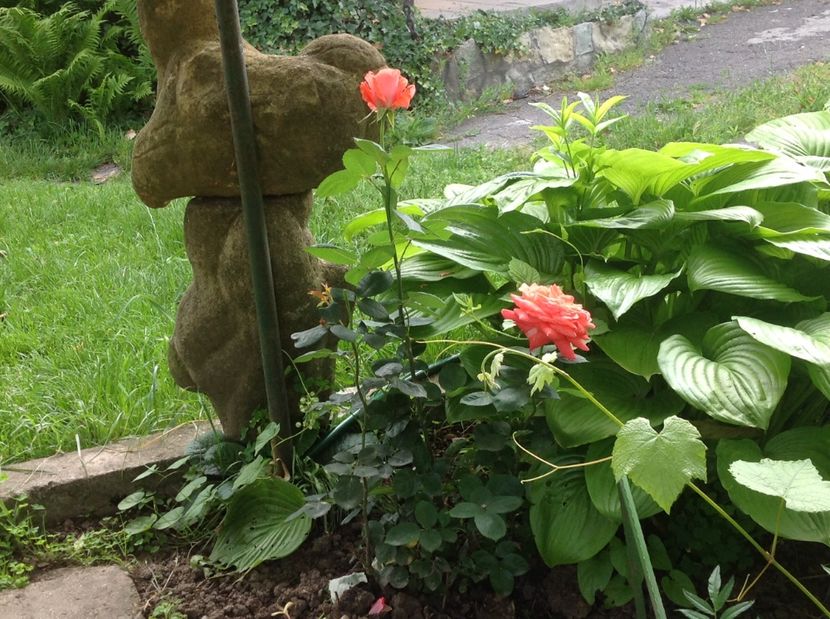  - Trandafiri 2017 in gradi