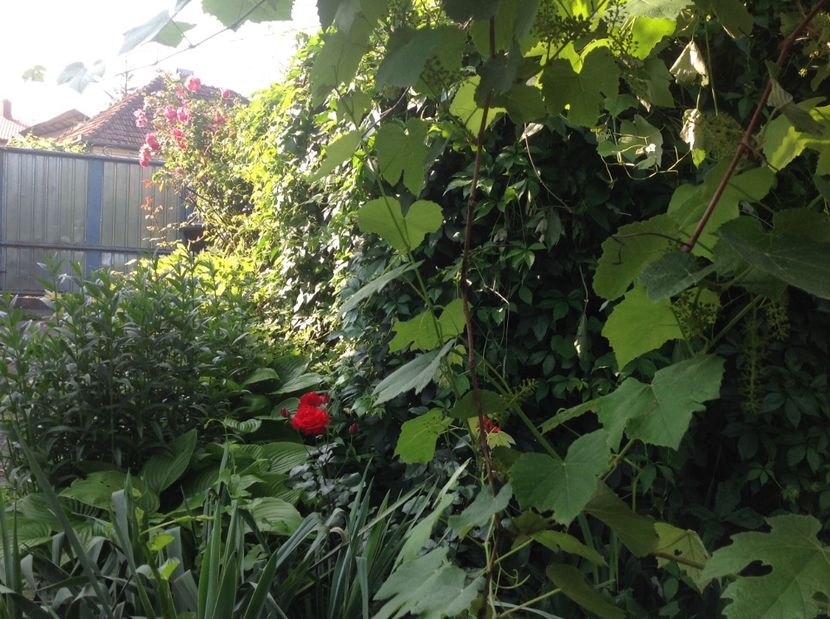  - Trandafiri 2017 in gradi