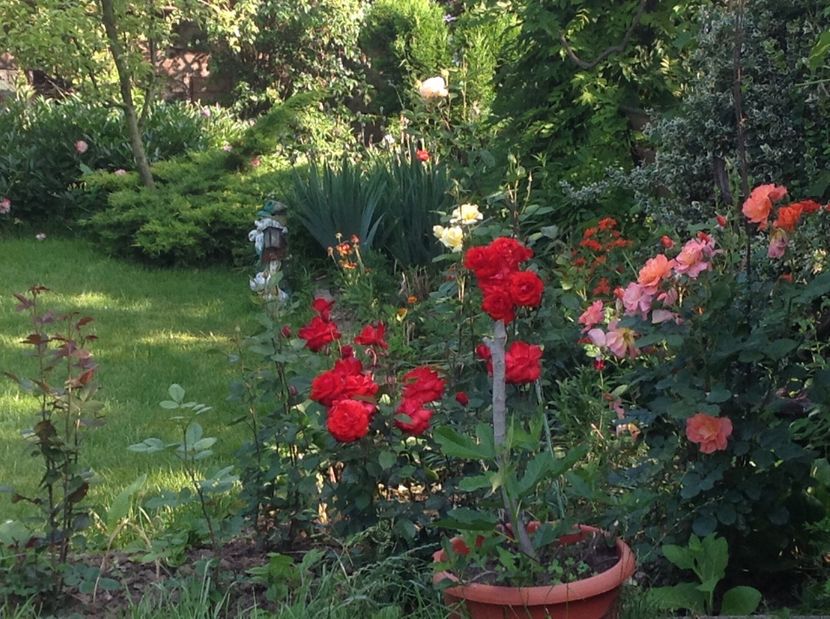  - Trandafiri 2017 in gradi