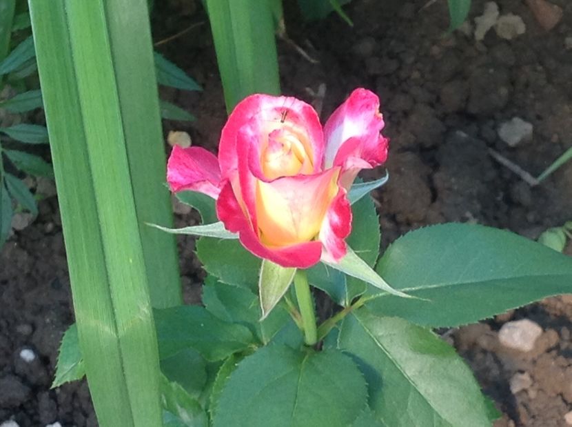  - Trandafiri 2017 in gradi