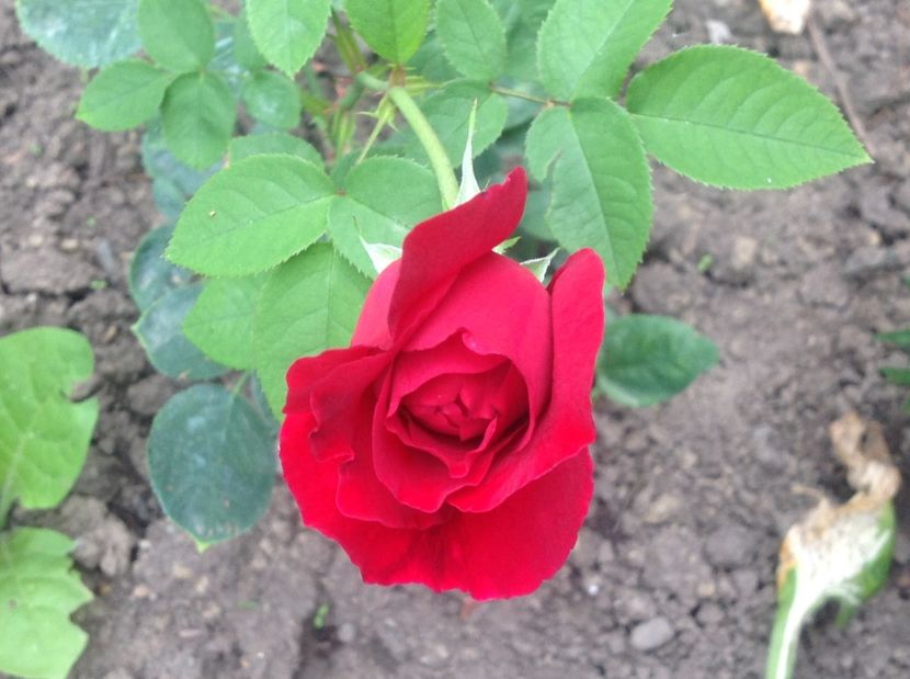  - Trandafiri 2017 in gradi