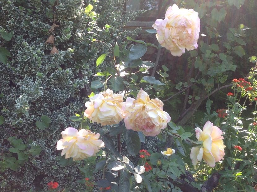  - Trandafiri 2017 in gradi