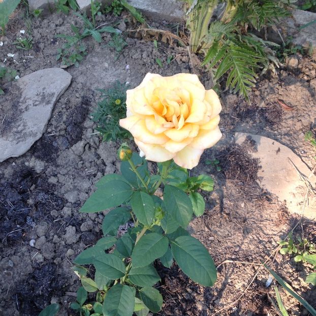  - Trandafiri 2017 in gradi