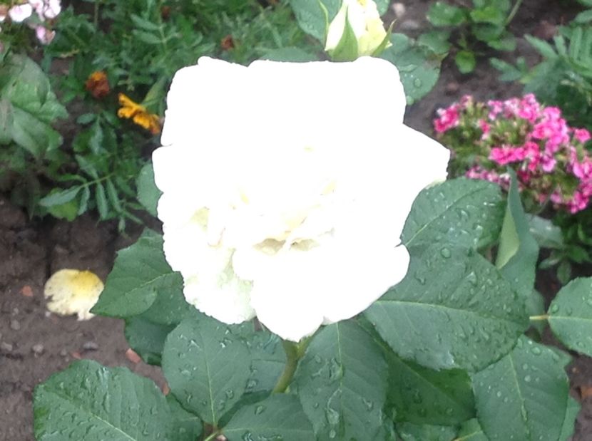  - Trandafiri 2017 in gradi