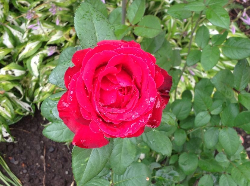  - Trandafiri 2017 in gradi