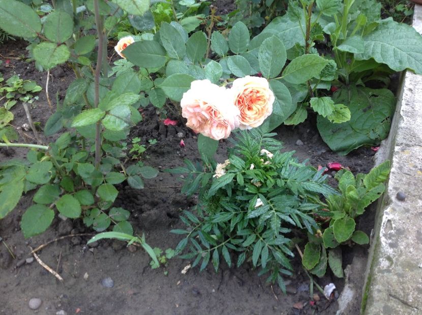  - Trandafiri 2017 in gradi