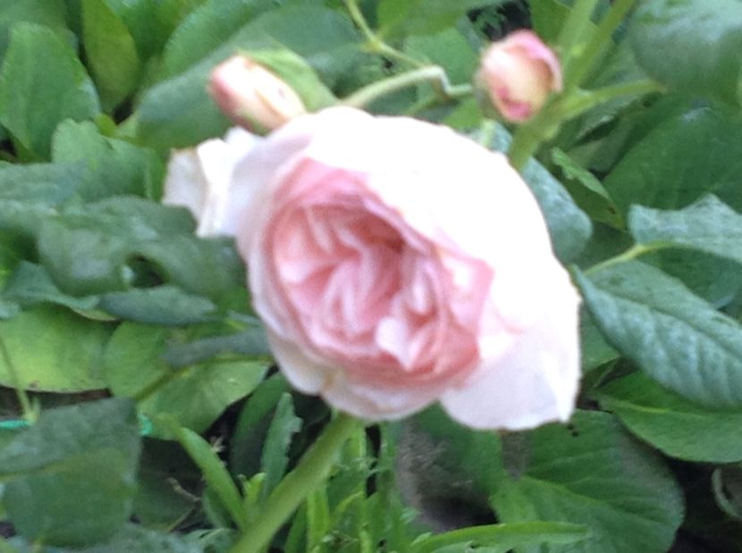  - Trandafiri 2017 in gradi