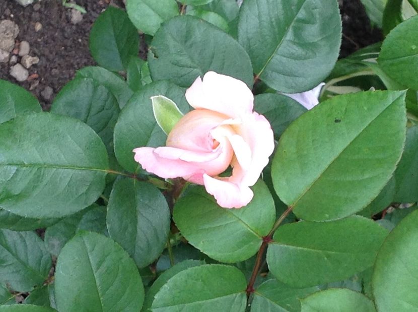  - Trandafiri 2017 in gradi