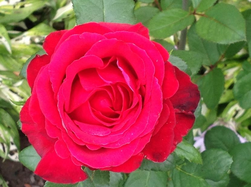  - Trandafiri 2017 in gradi