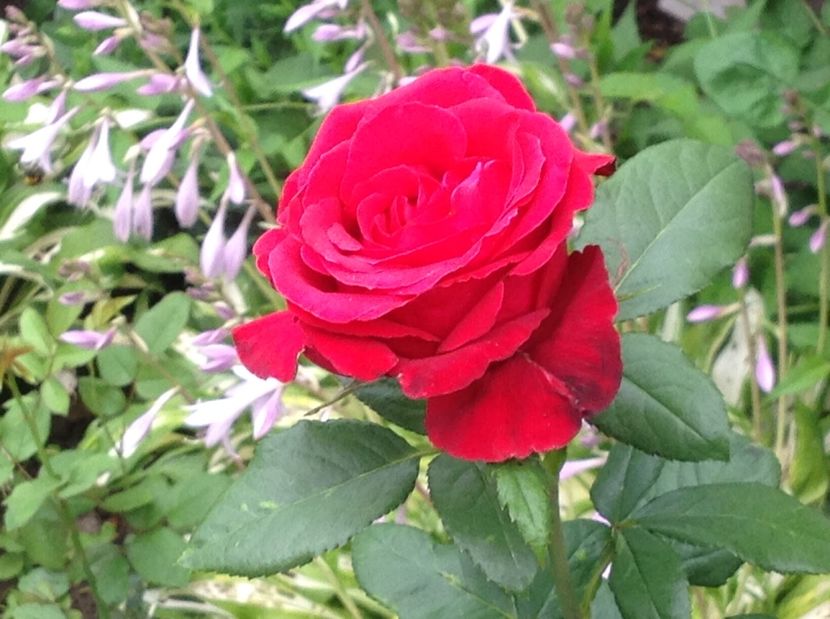  - Trandafiri 2017 in gradi