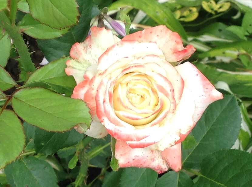  - Trandafiri 2017 in gradi