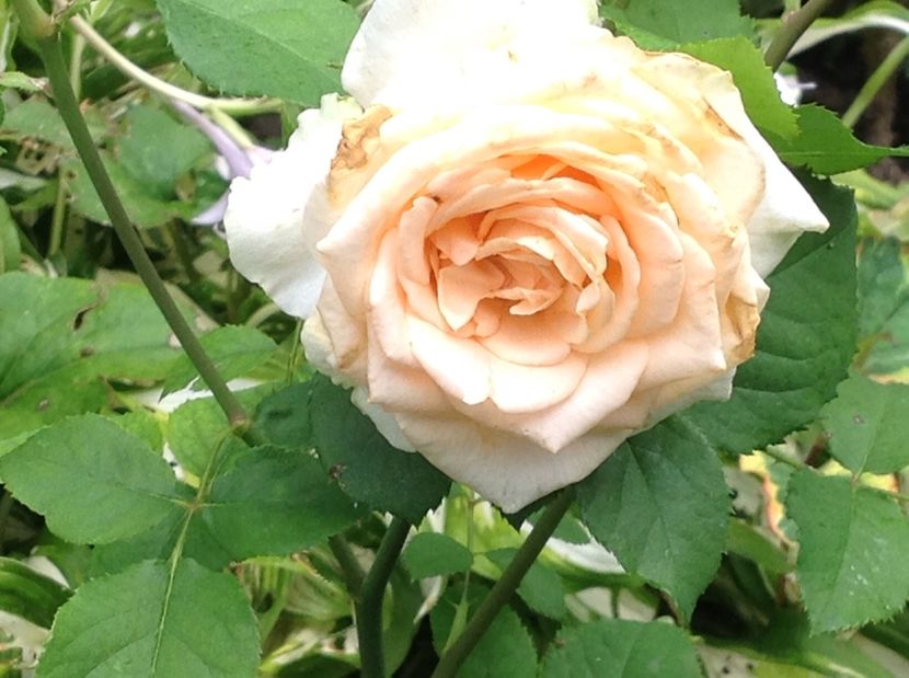  - Trandafiri 2017 in gradi