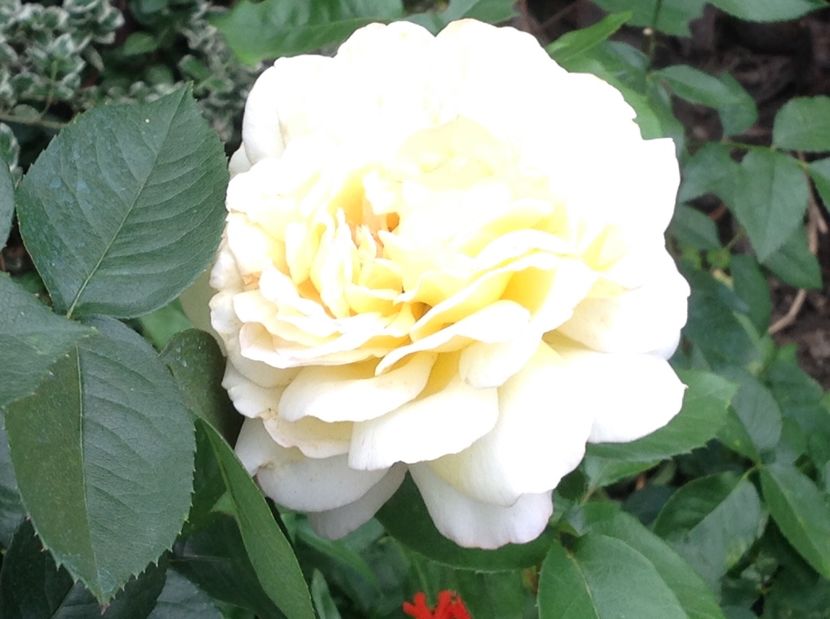  - Trandafiri 2017 in gradi