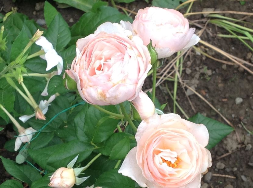  - Trandafiri 2017 in gradi