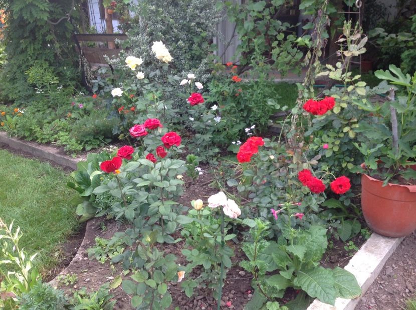  - Trandafiri 2017 in gradi