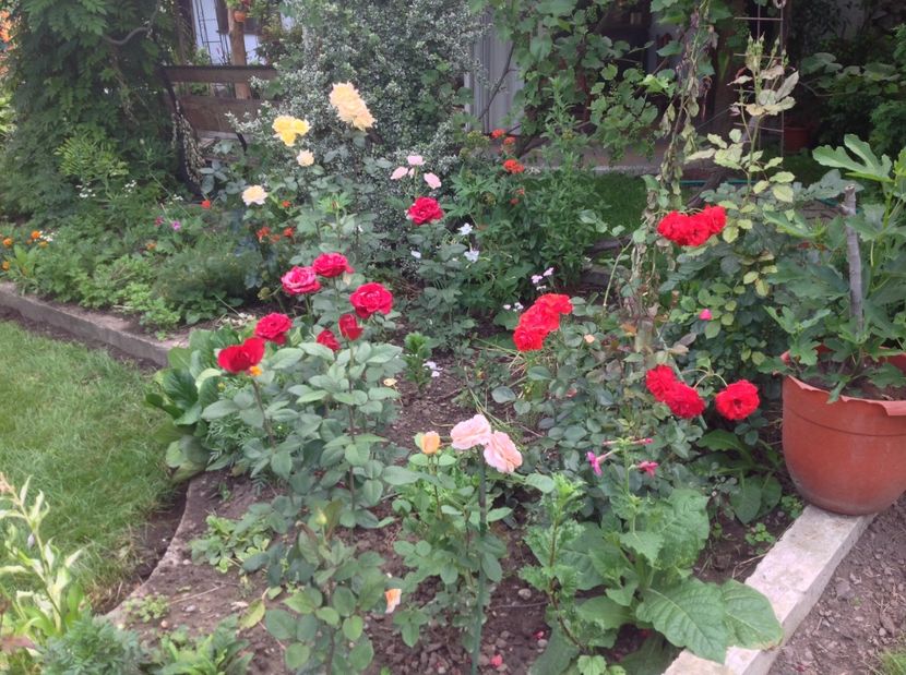  - Trandafiri 2017 in gradi