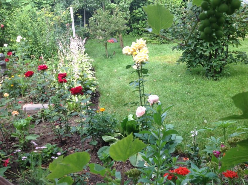  - Trandafiri 2017 in gradi