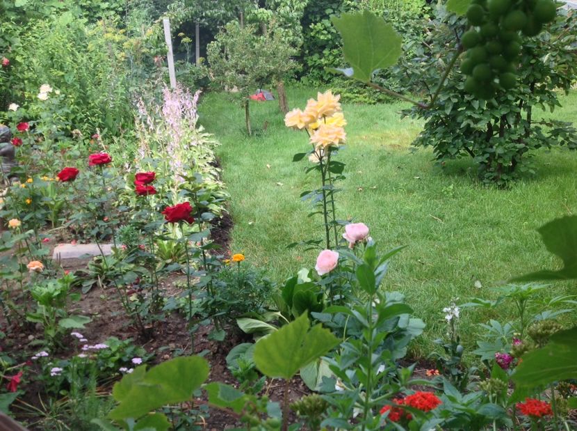  - Trandafiri 2017 in gradi