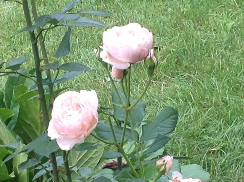  - Trandafiri 2017 in gradi