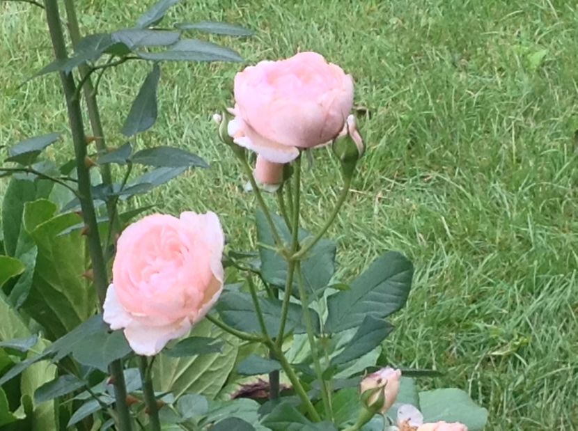  - Trandafiri 2017 in gradi