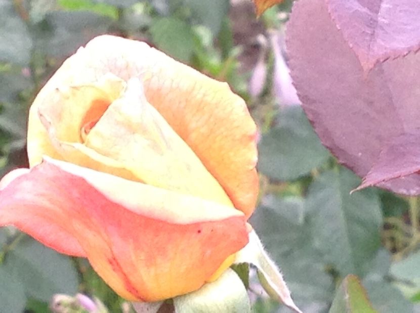  - Trandafiri 2017 in gradi