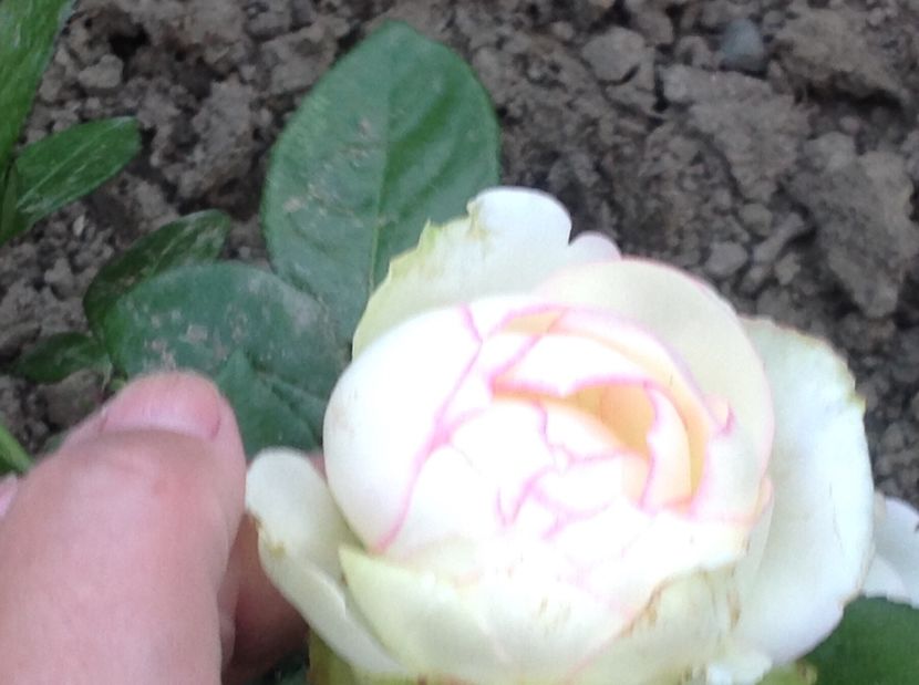  - Trandafiri 2017 in gradi