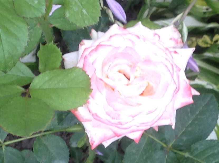  - Trandafiri 2017 in gradi