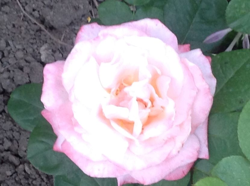  - Trandafiri 2017 in gradi