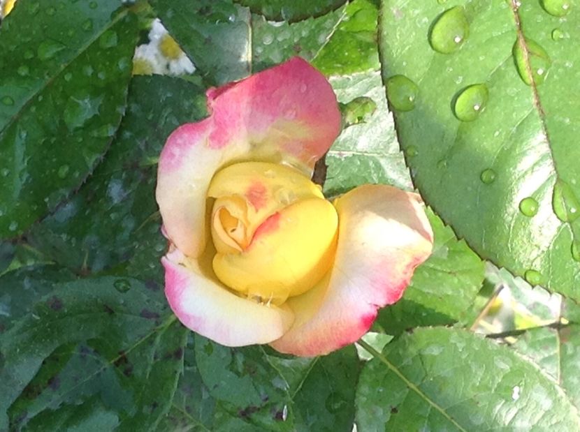  - Trandafiri 2017 in gradi