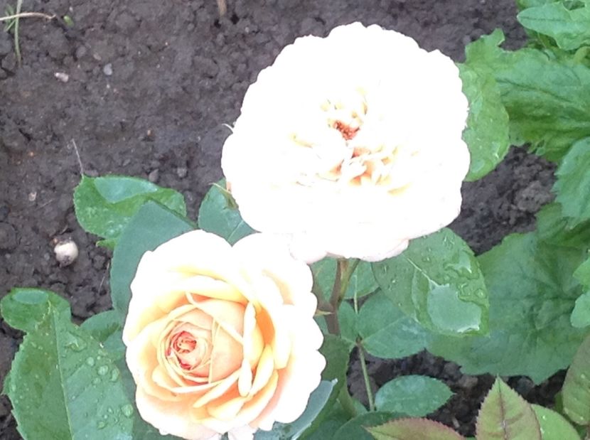  - Trandafiri 2017 in gradi