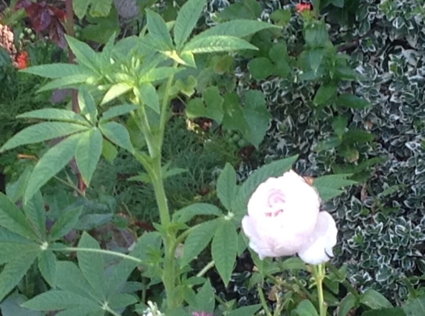  - Trandafiri 2017 in gradi