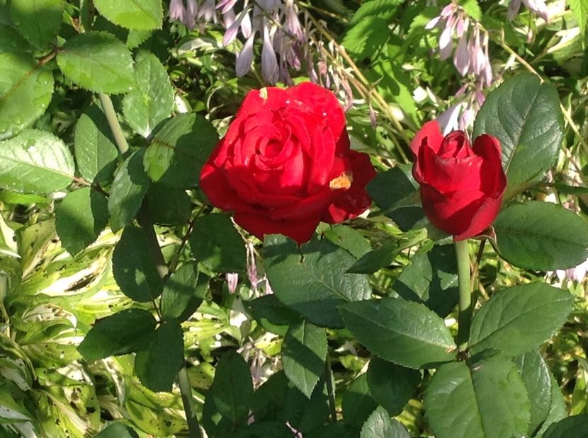  - Trandafiri 2017 in gradi