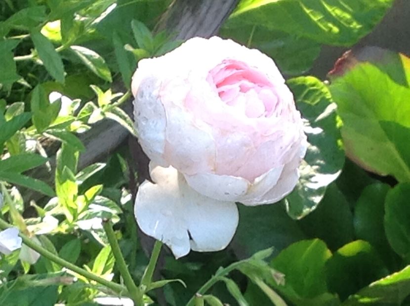  - Trandafiri 2017 in gradi