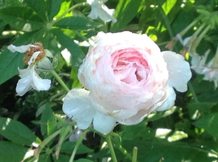  - Trandafiri 2017 in gradi