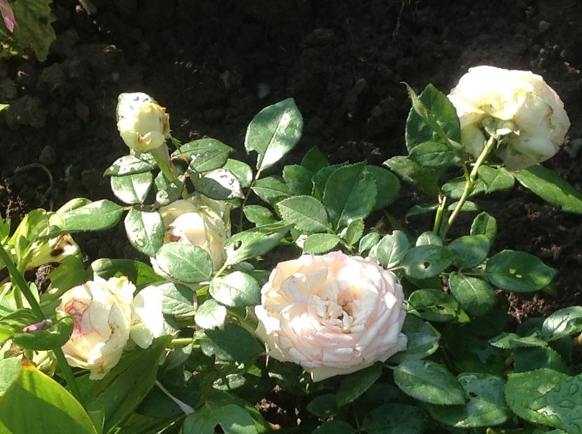  - Trandafiri 2017 in gradi