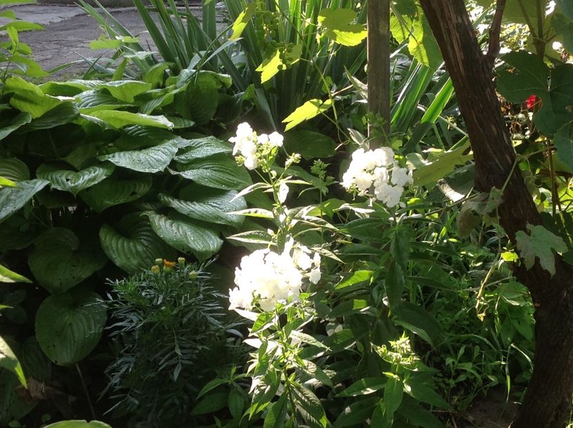  - Trandafiri 2017 in gradi