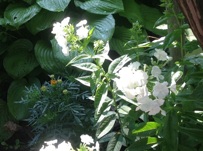  - Trandafiri 2017 in gradi