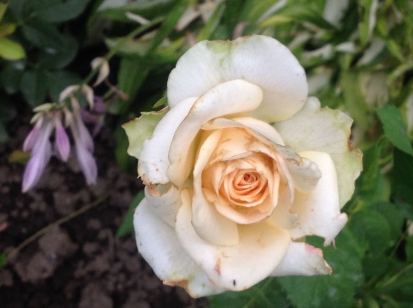  - Trandafiri 2017 in gradi