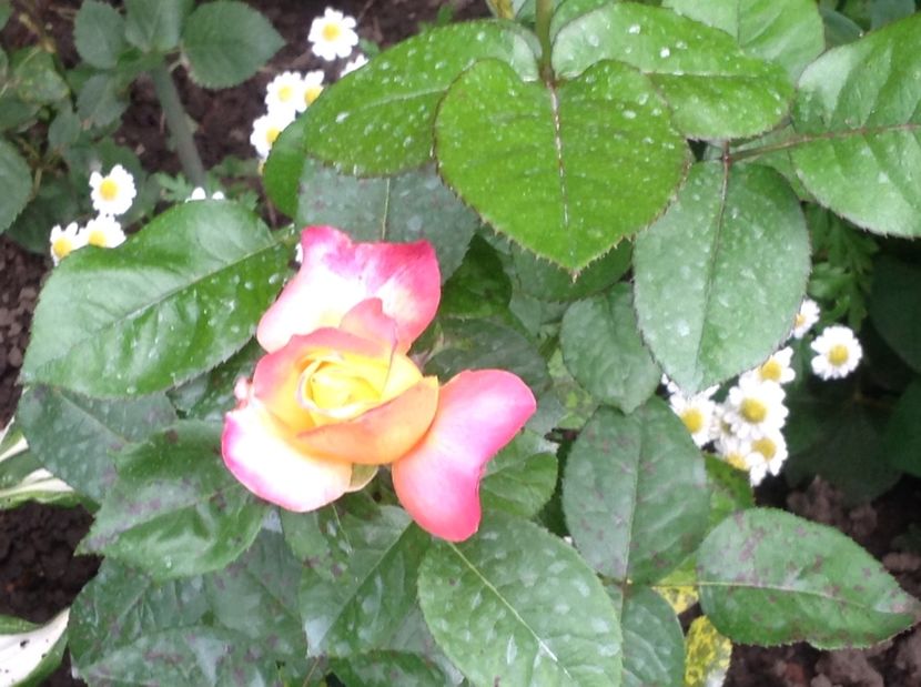  - Trandafiri 2017 in gradi