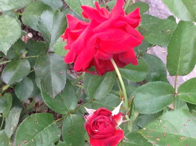  - Trandafiri 2017 in gradi