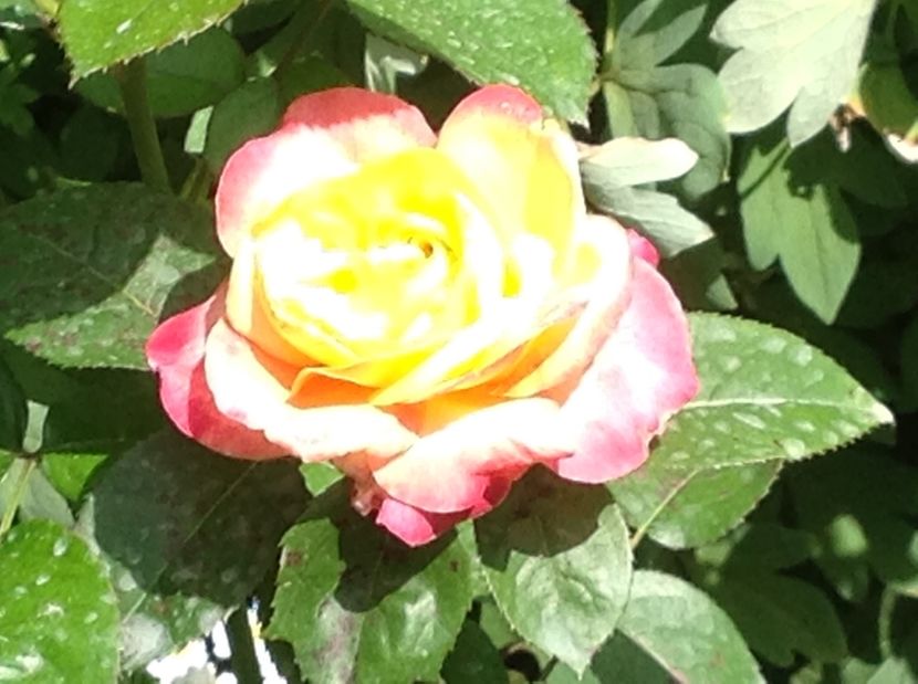  - Trandafiri 2017 in gradi