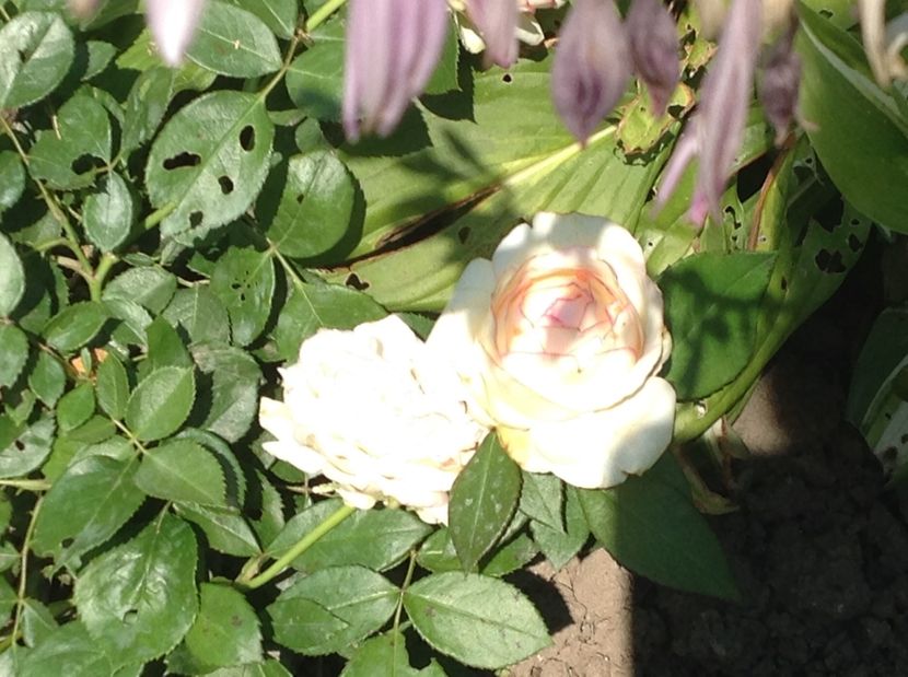  - Trandafiri 2017 in gradi