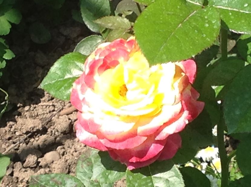  - Trandafiri 2017 in gradi