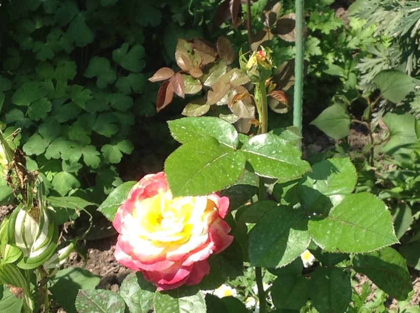  - Trandafiri 2017 in gradi