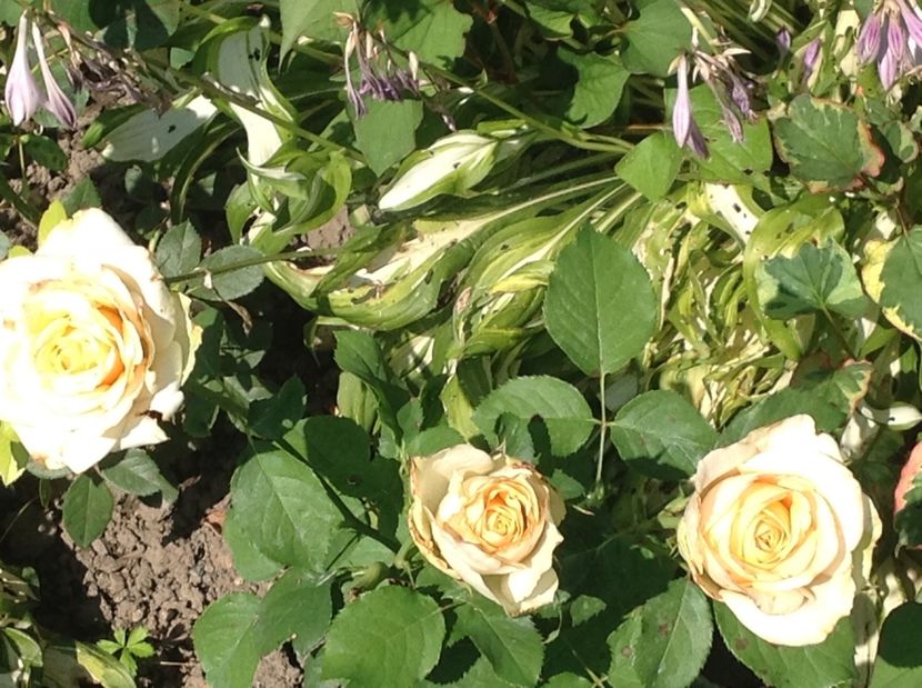  - Trandafiri 2017 in gradi