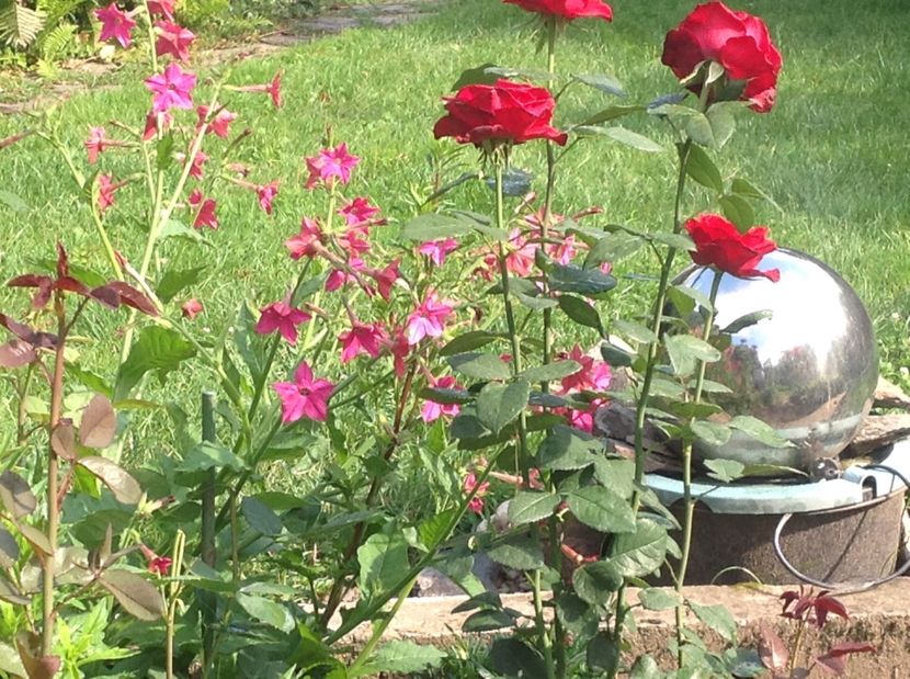  - Trandafiri 2017 in gradi